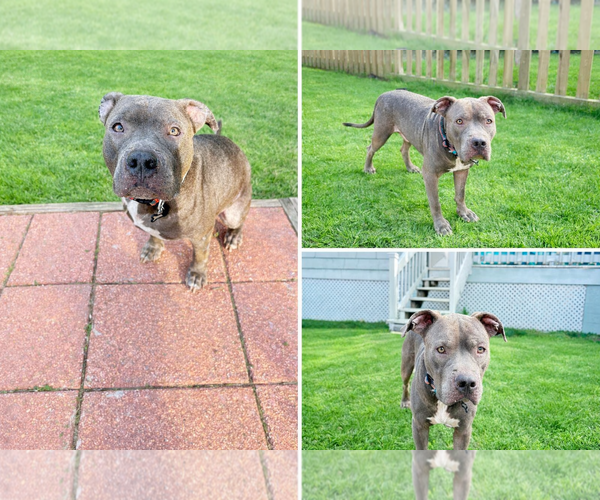 Medium Photo #1 Mutt Puppy For Sale in Gulfport, MI, USA