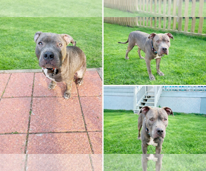 Mutt Dogs for adoption in Gulfport, MI, USA