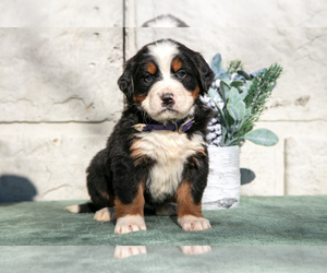 Medium Bernese Mountain Dog