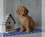Puppy 6 Goldendoodle