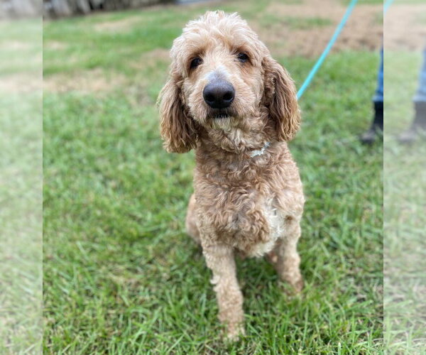 Medium Photo #3 Goldendoodle Puppy For Sale in Pacolet, SC, USA