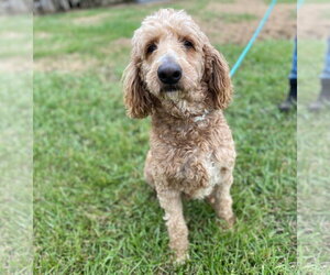 Trooper Dec 24 - Male Goldendoodle Dog for Adoption - Photo #3
