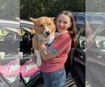 Small #2 Pembroke Welsh Corgi