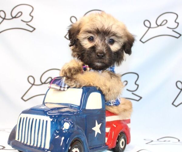 Medium Photo #22 Maltipoo Puppy For Sale in LAS VEGAS, NV, USA