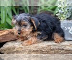 Small Photo #26 Yorkshire Terrier Puppy For Sale in QUARRYVILLE, PA, USA
