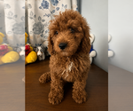 Small #7 Goldendoodle mix (+ Poodle Miniature)