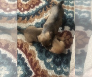 Dachshund Puppy for sale in STEVENSON, AL, USA