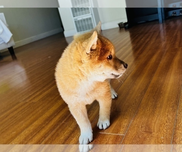 Medium Photo #38 Shiba Inu Puppy For Sale in FREMONT, CA, USA