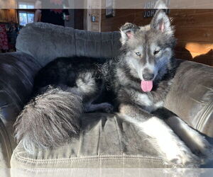 Siberian Husky-Unknown Mix Dogs for adoption in Crystal, MN, USA