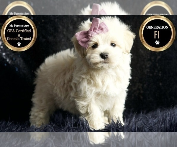 Medium Photo #90 Maltipoo Puppy For Sale in WARSAW, IN, USA