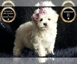 Puppy Emma F1 Maltipoo