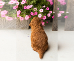 Small #4 Goldendoodle (Miniature)