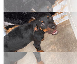 Rottweiler Dogs for adoption in Gilbert, AZ, USA