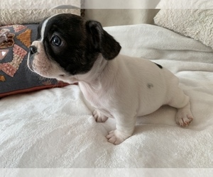 French Bulldog Puppy for sale in JOHNS ISLAND, SC, USA