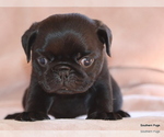 Small #7 Pug
