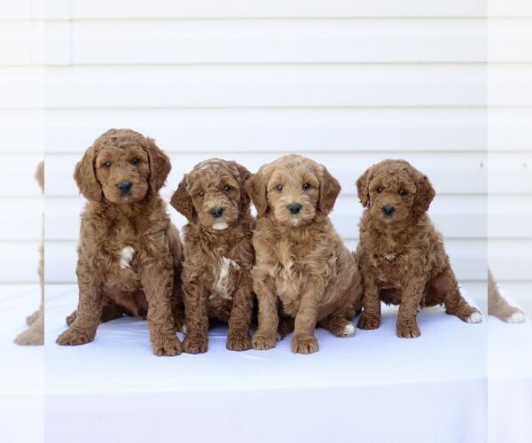 Medium Photo #2 Goldendoodle (Miniature) Puppy For Sale in RONKS, PA, USA