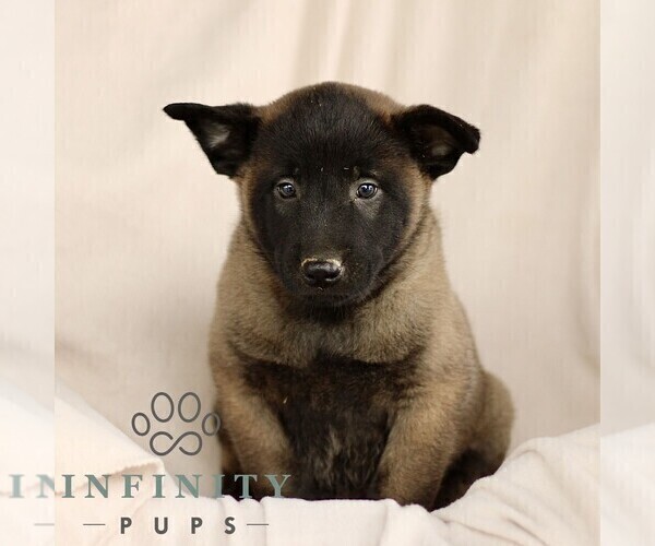 Medium Photo #3 Belgian Malinois Puppy For Sale in RONKS, PA, USA