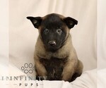 Small #2 Belgian Malinois