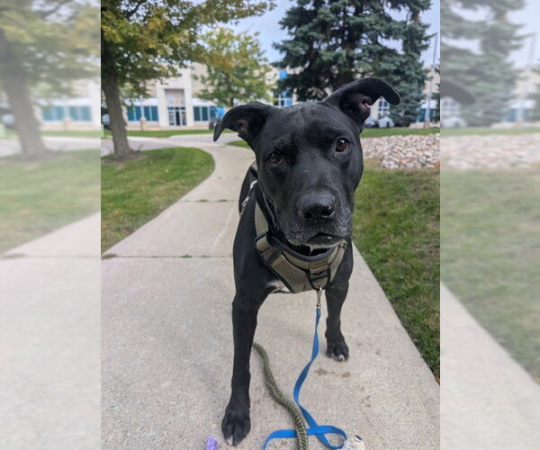 Medium Photo #3 Labrador Retriever-Unknown Mix Puppy For Sale in Vaughan, Ontario, Canada
