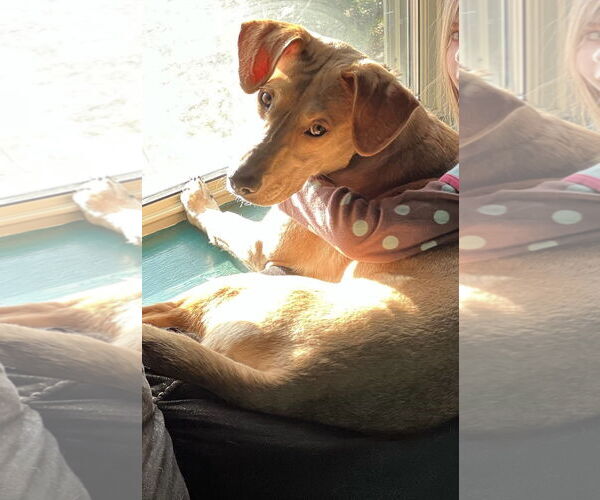 Medium Photo #6 Mutt Puppy For Sale in Princeton, MN, USA