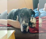 Small #8 Great Dane