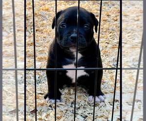 American Bully Puppy for sale in TAMPA, FL, USA