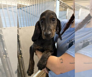 Arrow - Female Plott Hound Dog for Adoption - Photo #4