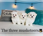 Small Photo #1 Maltese Puppy For Sale in COOKEVILLE, TN, USA