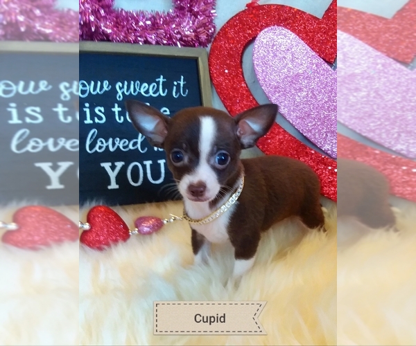 Medium Photo #2 Chihuahua Puppy For Sale in ELBERTA, AL, USA