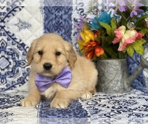 Golden Retriever Puppy for sale in LANCASTER, PA, USA