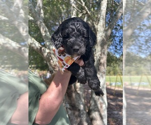 Goldendoodle Puppy for sale in BLOUNTSVILLE, AL, USA