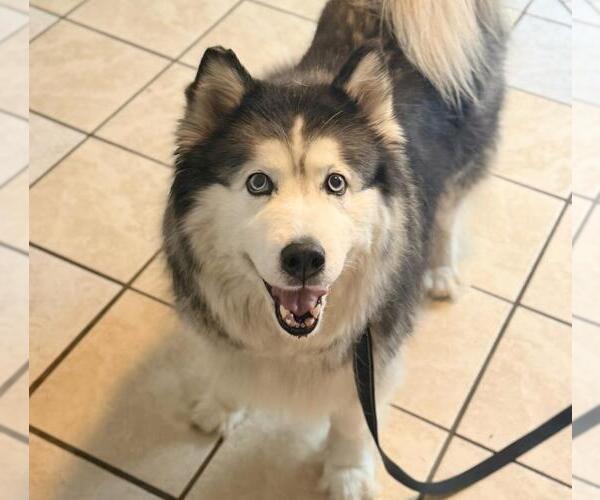 Medium Photo #1 Alaskan Malamute Puppy For Sale in DuQuoin, IL, USA