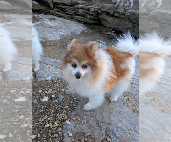 Medium Photo #2 Pomeranian Puppy For Sale in Vail, AZ, USA
