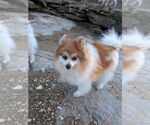 Small #1 Pomeranian