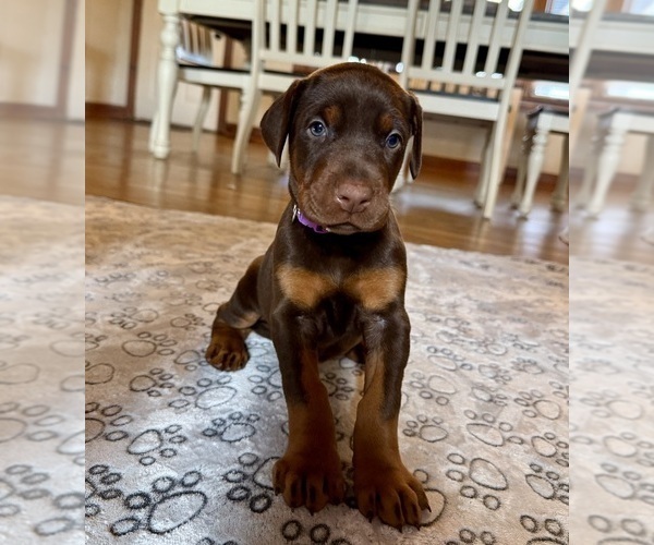 Medium Photo #1 Doberman Pinscher Puppy For Sale in COOKEVILLE, TN, USA