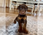 Puppy Purple Girl Doberman Pinscher