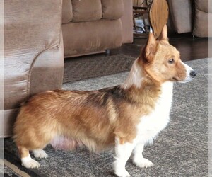 Mother of the Pembroke Welsh Corgi puppies born on 01/23/2023