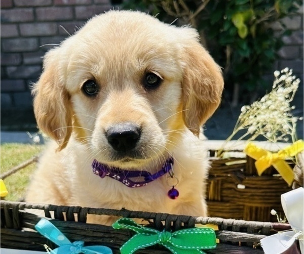 Medium Photo #2 Golden Retriever Puppy For Sale in BAKERSFIELD, CA, USA