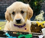 Small Photo #2 Golden Retriever Puppy For Sale in BAKERSFIELD, CA, USA