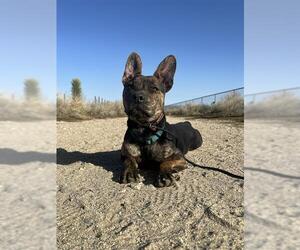 French Bulldog Mix Dog for Adoption in Long Beach, California USA