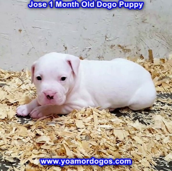 Medium Photo #13 Dogo Argentino Puppy For Sale in PINEVILLE, MO, USA