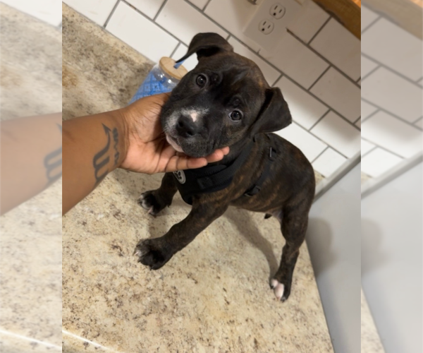Medium Photo #5 American Staffordshire Terrier-Unknown Mix Puppy For Sale in Holly Springs, NC, USA