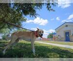 Small #1 Labrador Retriever Mix