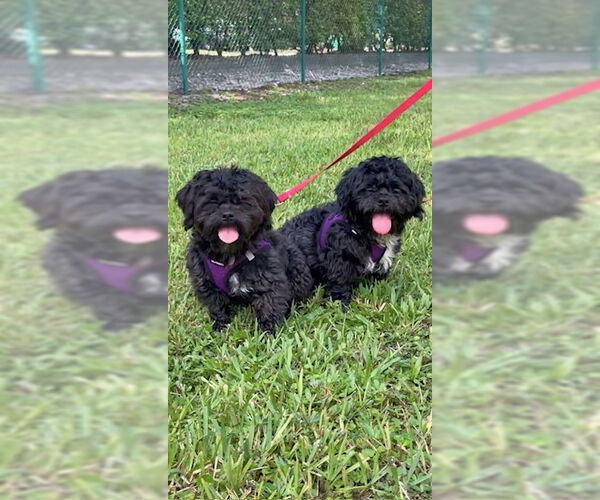 Medium Photo #8 Shih Tzu Puppy For Sale in Weston, FL, USA