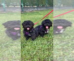 Small #7 Shih Tzu
