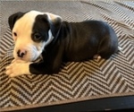 Puppy Runt Boy Bullypit-English Bulldog Mix