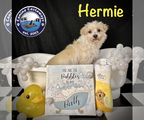 Medium Photo #6 Maltese-Unknown Mix Puppy For Sale in Arcadia, FL, USA