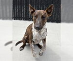 Small Bull Terrier