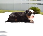 Small Photo #6 Miniature Australian Shepherd Puppy For Sale in PALM COAST, FL, USA