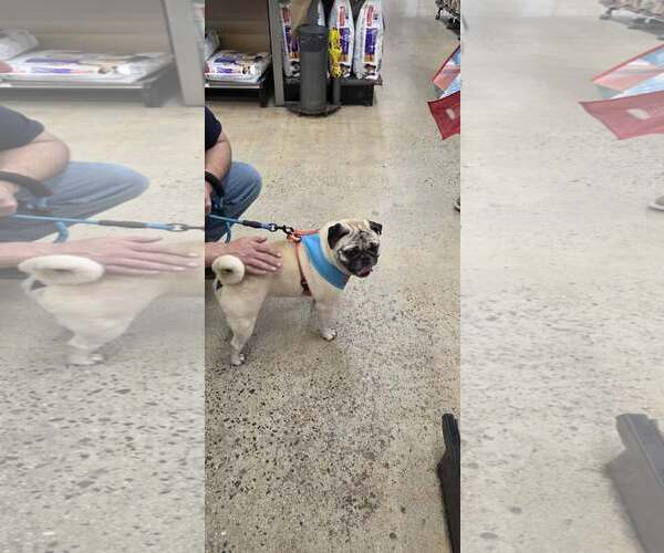 Medium Photo #4 Pug Puppy For Sale in Tenafly, NJ, USA
